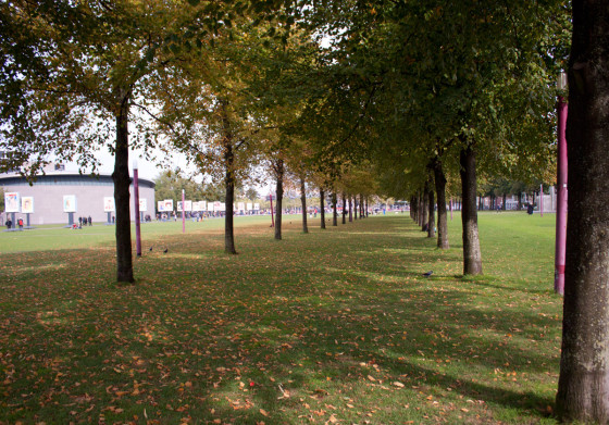 Trees in museumplein