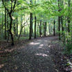 The beautiful, forested scenery in Amsterdamse Bos