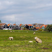 Sheep grazing in the field as you enter the town of Marken
