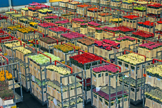Flower Auction in The Netherlands