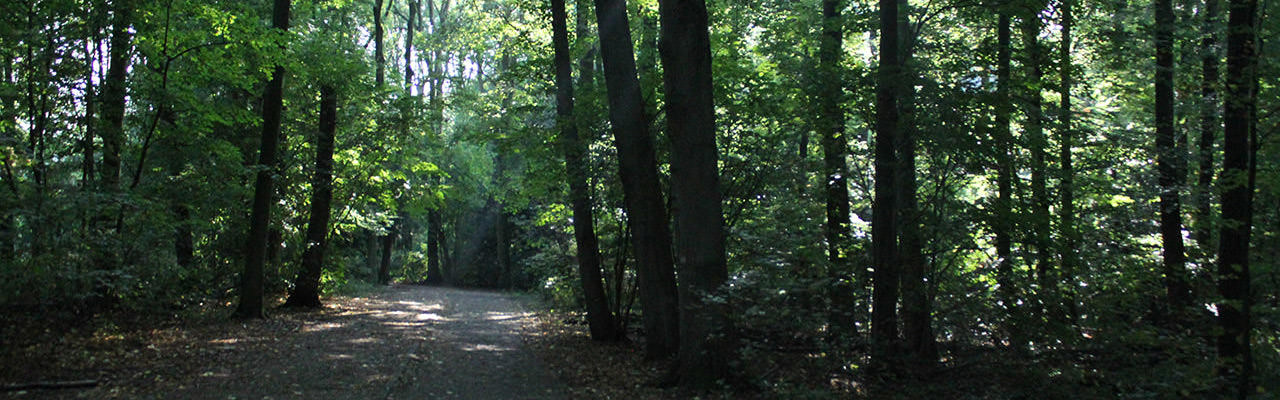 Amsterdamse Bos (Amsterdam Forest)