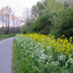 Flowers along a bike path in the Diemerbos
