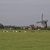 Cows in the fields in front of a windmill along the biking route to Zandvoort