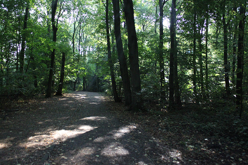 Amsterdamse Bos (Amsterdam Forest)